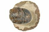 Bargain, Corynexochid (Paralejurus) Trilobite - Lghaft, Morocco #271490-2